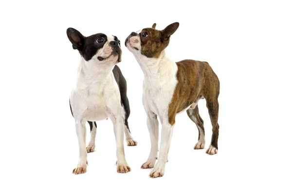 Boston Terrier Dog Standing White Background — 图库照片