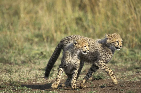 Cheetah Acinonyx Jubatus Coub Masai Mara Park Kenya — ストック写真