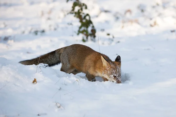 Red Fox Sępy Sępy Kopanie Dorosłych Śniegu Normandia — Zdjęcie stockowe