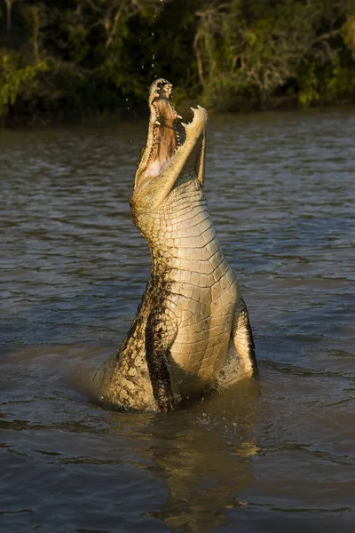 Caiman Espetacular Crocodilo Caiman Saltando Rio Los Lianos Venezuela — Fotografia de Stock