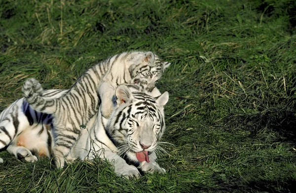 Weißer Tiger Panthera Tigris Mutter Und Junges — Stockfoto