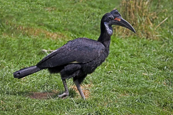 Bruant Noir Bec Noir Bucorvus Abyssinicus Femelle — Photo