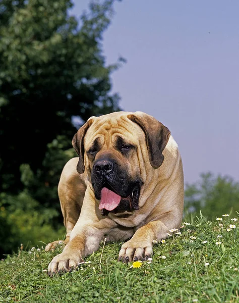 Mastiff Dog Dorosły Leżący Trawie — Zdjęcie stockowe