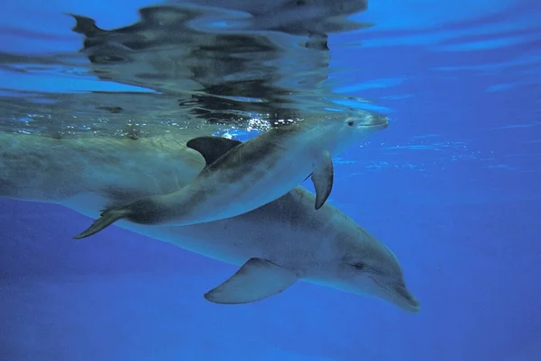 Botlenoza Dolphin Tursiops Truncatus Matka Cielę — Zdjęcie stockowe