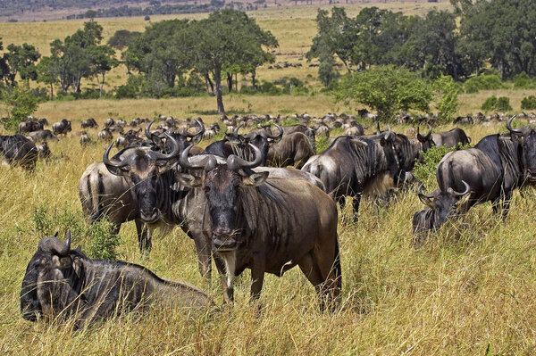 Blue Wildebeest, connochaetes taurinus, Herd  during Migration, Masai Mara Park in Kenya  