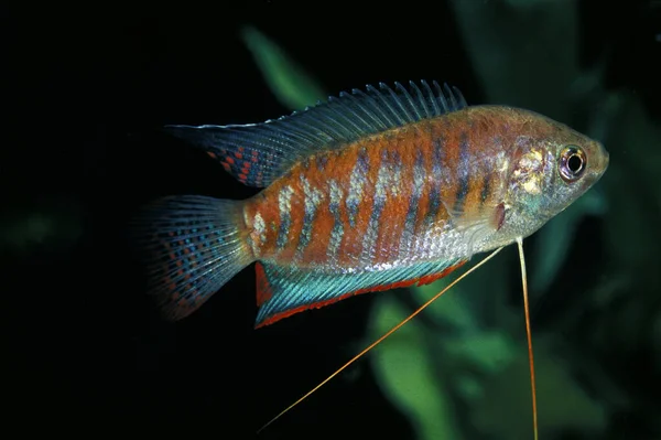 Banded Nebo Giant Gourami Colisa Fasciata — Stock fotografie