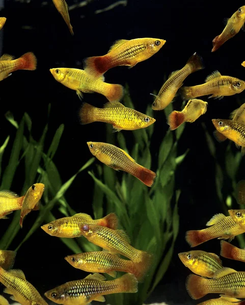 Platia Dourada Xiphophorus Variatus — Fotografia de Stock