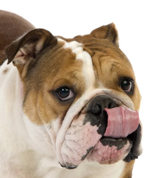 English Bulldog Female Licking Its Noise White Background — 图库照片