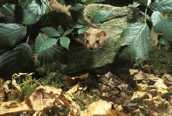 Weasel Mustela Nivalis Normandy — Stock Photo, Image