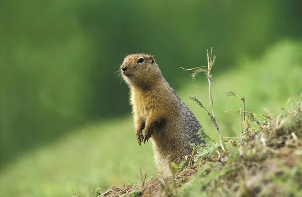 Perro Pradera Cola Negra Cynomys Ludovicianus Adulto Pie Las Piernas — Foto de Stock