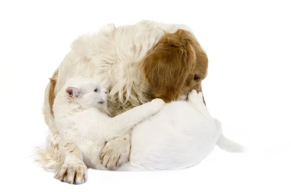 Cinnamon Color French Spaniel Male Dog White Domestic Cat — Stock Photo, Image