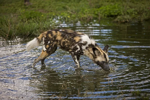 African Wild Dog Lycaon Pictus Standing Water Hole Nobia — стоковое фото