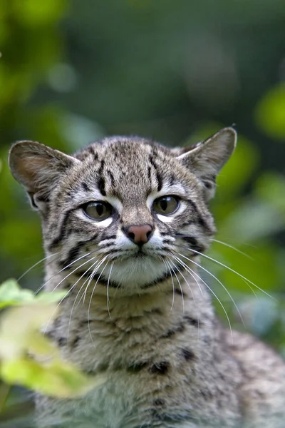 Portrait Chat Geoffroy Oncifelis Geoffroyi — Photo