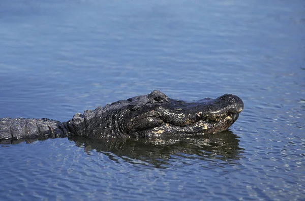 Jacaré Americano Alligator Mississipiensis Chefe Adulto Superfície — Fotografia de Stock