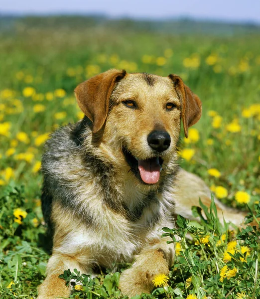 Perro Tendido Sobre Dientes León Florecientes — Foto de Stock