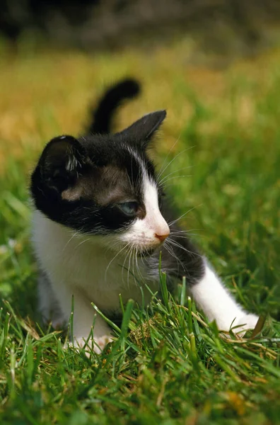 Gato Doméstico Oriental Blanco Negro Gatito Amenazado — Foto de Stock
