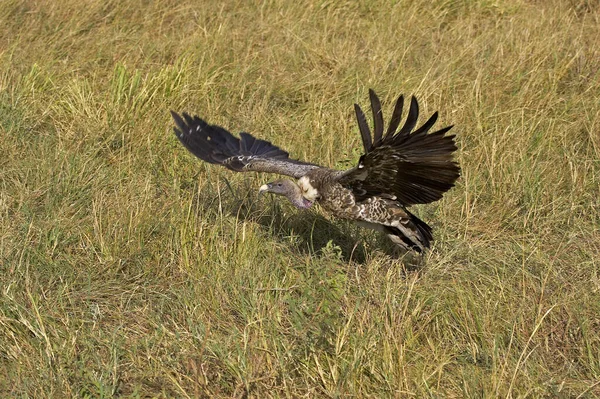 在肯尼亚的Masai Mara 非洲白袋秃鹫在非洲的肛门上打滚 — 图库照片