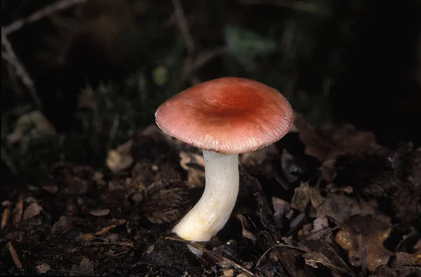 Sickener Russula Emetica Champignon Empoisonné — Photo