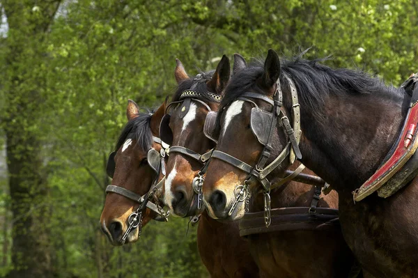 Harnessed Cob Normand Horse — Stock Photo, Image