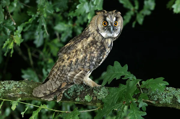 Långförtjänt Uggla Asio Otus Stående Grenen Normandie — Stockfoto