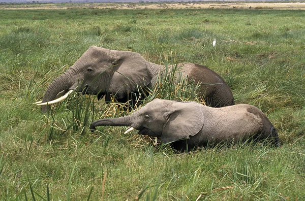 African Elephant,  loxodonta africana, Mother and Calf in Swamp, Masai Mara park in Kenya