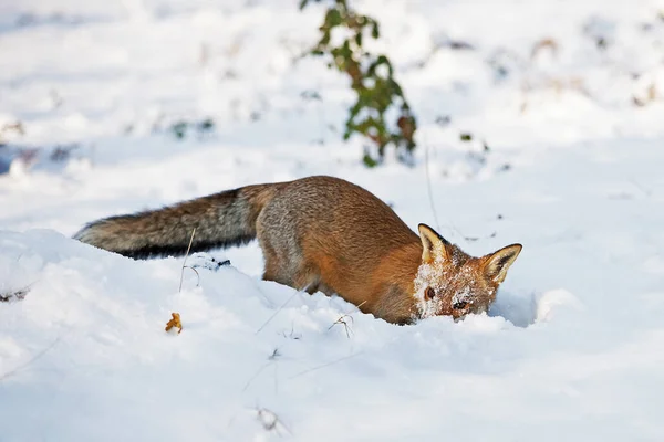 レッドフォックス 雪の中で食べ物を探している大人 ノルマンディー — ストック写真
