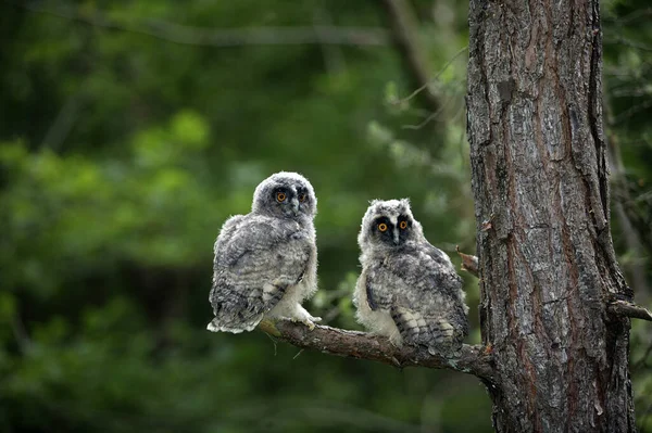 Long Eared Owl Asio Otus Youngs Standing Branch Normandy — Stock Photo, Image
