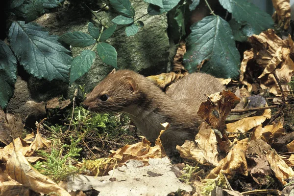 Wiesel Mustela Nivalis Normandie — Stockfoto