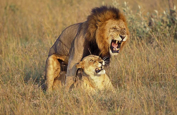 Leão Africano Pantera Leo Par Acasalamento Masai Mara Park Quênia — Fotografia de Stock