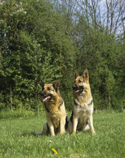 Schæferhund Sidder Græs - Stock-foto