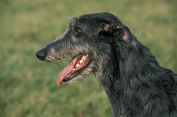 Skoç Deerhound Yetişkin Portresi — Stok fotoğraf