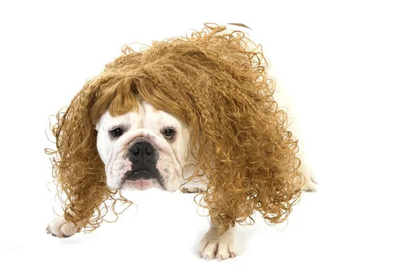 English Bulldog Disguised Female White Background — Zdjęcie stockowe