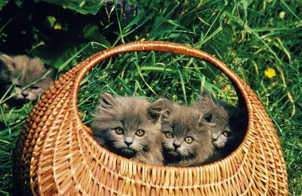 Persian Domestic Cat Kittens Standing Basket — Stock Photo, Image