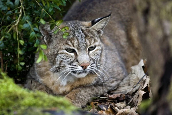 European Lynx Felis Lynx — Stock Photo, Image