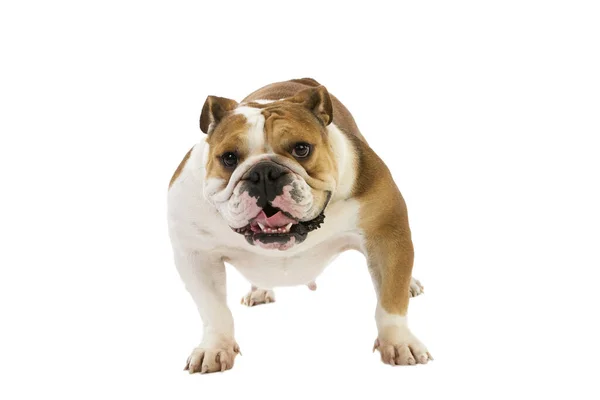 Αγγλικά Bulldog Γυναίκα Στέκεται Ενάντια Στο Λευκό Φόντο — Φωτογραφία Αρχείου