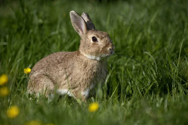 European Rabbit Oryctolagus Cuniculus Standing Yellow Flowers Normandy — Stock Photo, Image