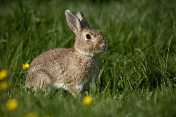 Conejo Europeo Oryctolagus Cuniculus Pie Flores Amarillas Normandía — Foto de Stock