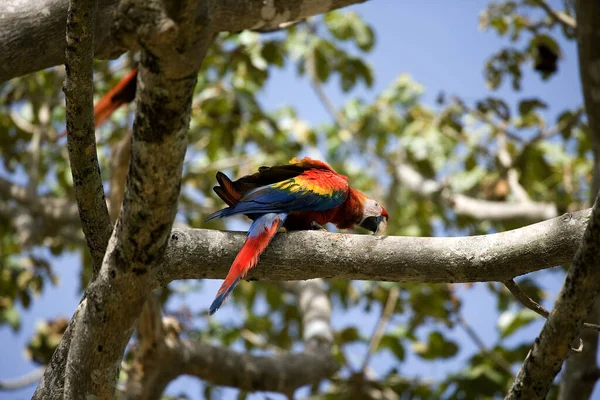 Scarlet Macaw Ara Macao Los Lianos Venezuelában — Stock Fotó