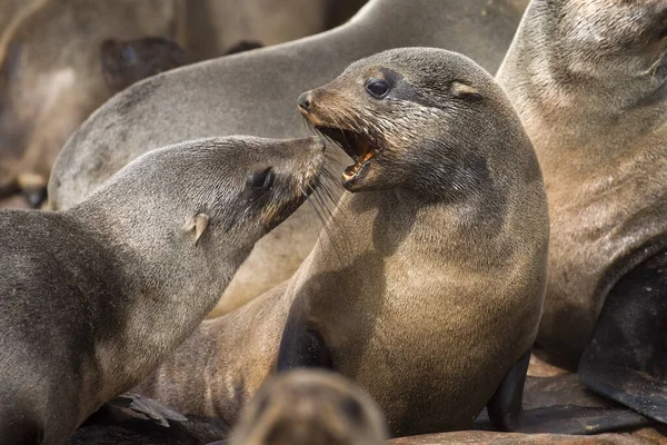 Selo Pele Sul Africano Arctocephalus Pusillus Colónia Cape Cross Namíbia — Fotografia de Stock