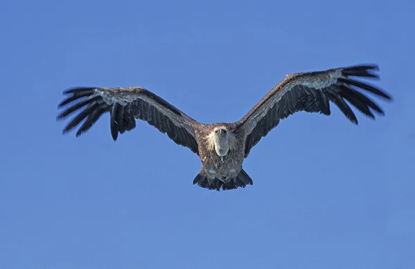 Eurasian Griffon Vulture Gyps Fulvus Adulto Voo — Fotografia de Stock