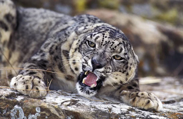 Snow Leopard Ounce Uncia Uncia Adulto Com Boca Aberta — Fotografia de Stock