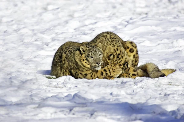 Kar Leoparı Ounce Uncia Uncia Anne Yaşlı Yavru Kar Altında — Stok fotoğraf