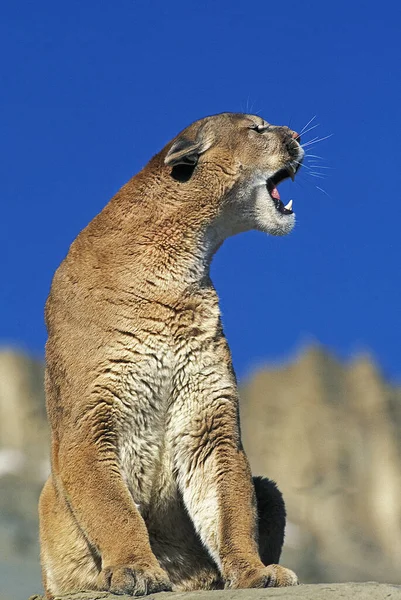 Cougar Πούμα Concolor Ενήλικας Στέκεται Πάνω Βράχους — Φωτογραφία Αρχείου