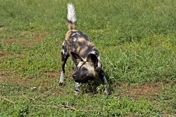 African Wild Dog Licaone Pictus Namibia — Foto Stock