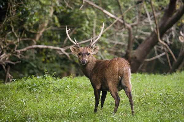 Cinghiale Asse Porcino Maschio — Foto Stock