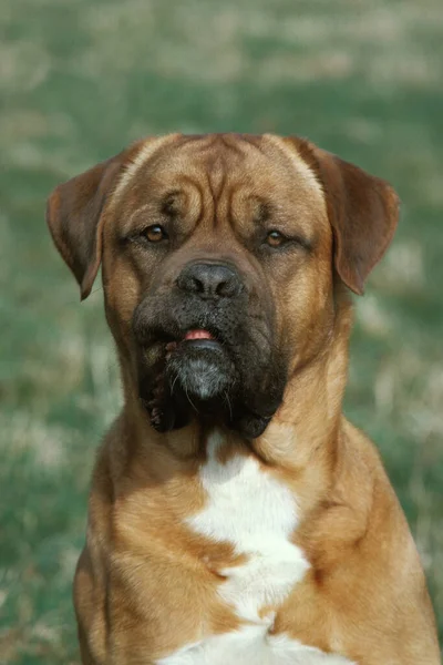 Portrait Bordeaux Mastiff Dog — Stock fotografie
