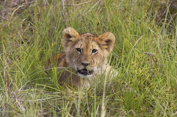 Lion Africain Panthera Leo Louveteau Parc Masai Mara Kenya — Photo