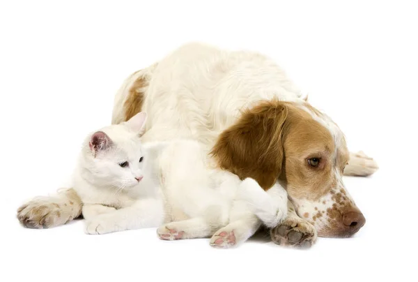 Kaneel Kleur Frans Spaniel Man Hond Wit Huiselijk Kat — Stockfoto