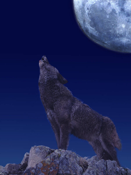 European Wolf, canis lupus, Adult Baying at the Moon  