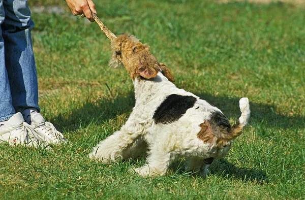 Cabelo Arame Fox Terrier Cão Brincando Com Pau Madeira — Fotografia de Stock